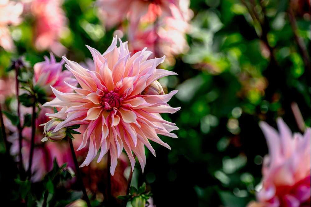 Dahlia 'Labyrinth'